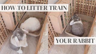 HOW TO LITTER TRAIN YOUR RABBIT