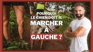 Pourquoi on vous dit de faire marcher votre chien à gauche ?