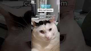 Jednak NIEpoważny  #haha #mąż #tata #catmeme #catmemes #śmieszne #capcut #memecut #memy #rodzina