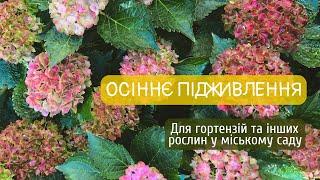 Осіннє підживлення для гортензій та інших рослин.