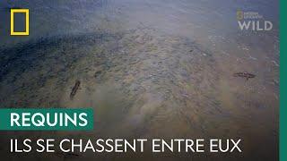 Ces requins-bouledogues chassent les requins à pointes noires !