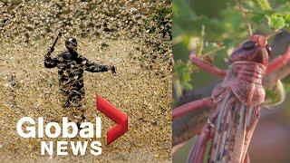 Coronavirus outbreak: East Africa hit by second locust invasion as it battles COVID-19