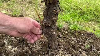 Spring Vine Shoot Thinning and Sucker Removal - Barnello Winery