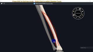ANATOMY OF RADIUS WITH MUSCLE ATTACHMENTS - 3D VIDEO#UPPER LIMB#3D ANATOMY
