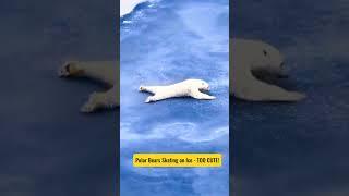 polar bears skating on ICE - Too Cute  #animal #shorts