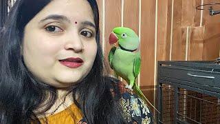 Aj hui mammy or sona ki ladai #sonaliparrot #parrotlover #parrotvideo #parroteating