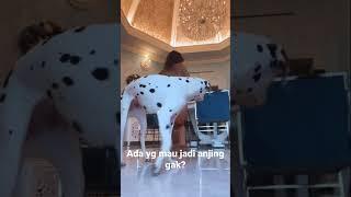 Si anjing menang banyak #viral