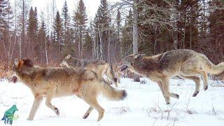 Largest wolf pack in over a decade in the Greater Voyageurs Ecosystem