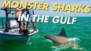 Fishing for HUGE SHARKS in the Gulf! | Saltwater Experience