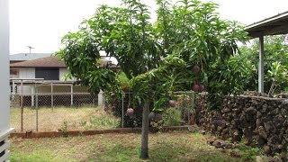 Small Rapoza Mango Tree That Produces Lots of Mangos!