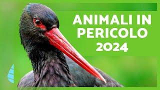 ANIMALI in PERICOLO di ESTINZIONE 2024 ️ (Top 10)