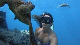 Snorkelling Rarotonga, turtles everywhere! Avaavaroa Passage and Fruits of Rarotonga- Cook Islands.