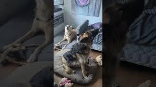 Dog-Duet Howl  #dog #funnydog #dogfunny #dogs #dogsfunny #dogsfun #funnydogs #doghowling