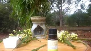 Lemon Eucalyptus essential oil use for aromatherapy, Australia’s most invigorating essential oil.