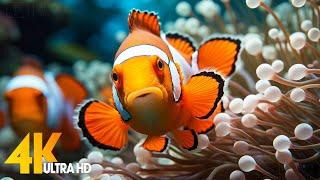 Aquarium 4K VIDEO (ULTRA HD)  Beautiful Coral Reef Fish - Relaxing Sleep Meditation Music #108