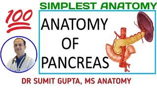 PANCREAS : Anatomy & relations