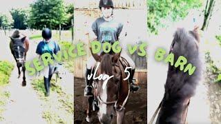 SERVICE DOG VS. HORSES| (VLOG 5)