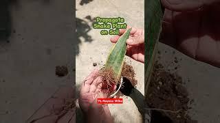 Propagate snake plant on soil  #propagate #plant #snakeplant #relaxation #propagation #lidahmertua