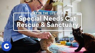A Day in the Life of a Special Needs Cat Rescue & Sanctuary | Chewy