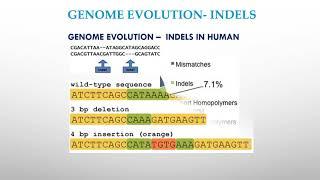 Genome Evolution  Indels