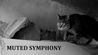 Muted Symphony