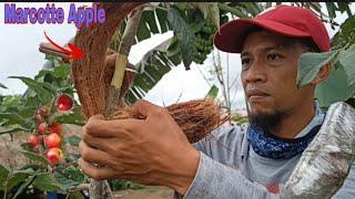 AIR LAYERING/MARCOTTE APPLE INSTEAD PRUNNING/ GHA AGRI TV.