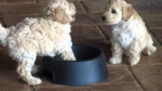 Spoodle pups playing