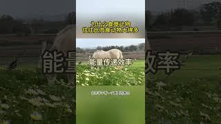 为什么食草动物往往比肉食动物大得多？ #動物世界 #冷知识 #科普 #有趣的动物 #动物科普 #涨知识 #科学 #记录片