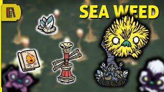 What is this plant actually good for? - Sea Weed | Don't Starve Together Tutorial