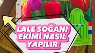 LALE SOĞANI NASIL EKİLİR?