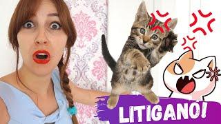 CHIUDO TUTTI I GATTI IN UNA STANZA! *litigano!?*