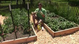 Using Diatomaceous Earth In the Garden - What Is It & How to Use It