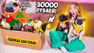 Угги и Шапки Для Мопсов ЗАКУПИЛАСЬ ОДЕЖДОЙ для СОБАК на 30000 руб! Распаковка и примерка !