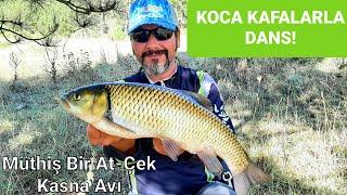 KOCA KAFALARLA DANS. MÜTHİŞ BIR AT ÇEK KASNA AVİ! #balıkavı #chubfishing #kasnatatlısukefali