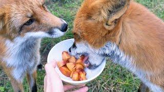 Foxes get peaches - Lisa the Fox and Foxie