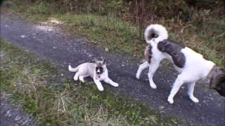 Akita puppy:10 weeks old,  going for an evening walk with the big dogs