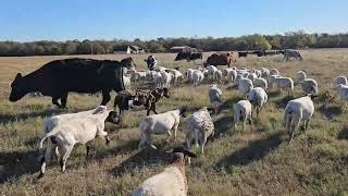 The first of many twice-daily moves of the cows and sheep together