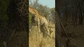 Lions Climb onto Giraffe to Bring it Down in Road!