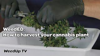 WeedED: How to harvest your cannabis plant