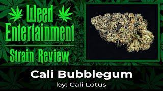 Cali Bubblegum - by Cali Lotus - Review - February 2024