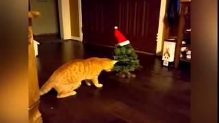 Cat vs Christmas Tree