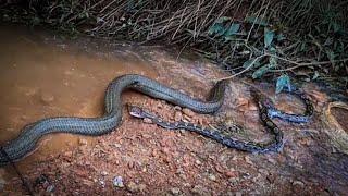 KING COBRA VS PYTHON!!! Real fight video || original video 4k