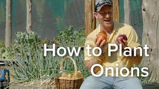 Let's Grow Together: How To Plant Onions