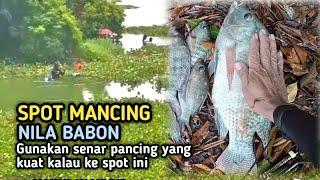 RUTE SPOT MANCING IKAN NILA BESAR BESAR