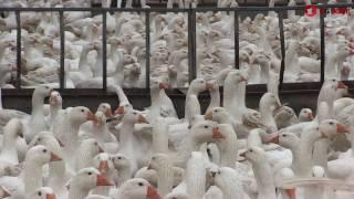 Whole life goose production sets farm enterprise apart