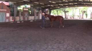 How to solve anxiety issues in horses (or cognitive behavior therapy for horses)