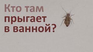 Ваши маленькие прыгающие насекомые из ванной или туалета - сеноеды