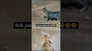 compilation funny cat vidio in tiktok #part1