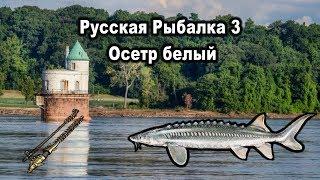 Русская Рыбалка 3. Осетр белый. Редкости рр3