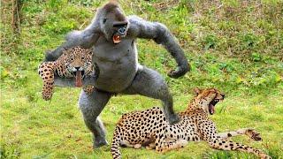 Hero Gorilla Save Impala From Leopard in Kruger National Park ||  Leopard Ambush Impala On Tall Tree